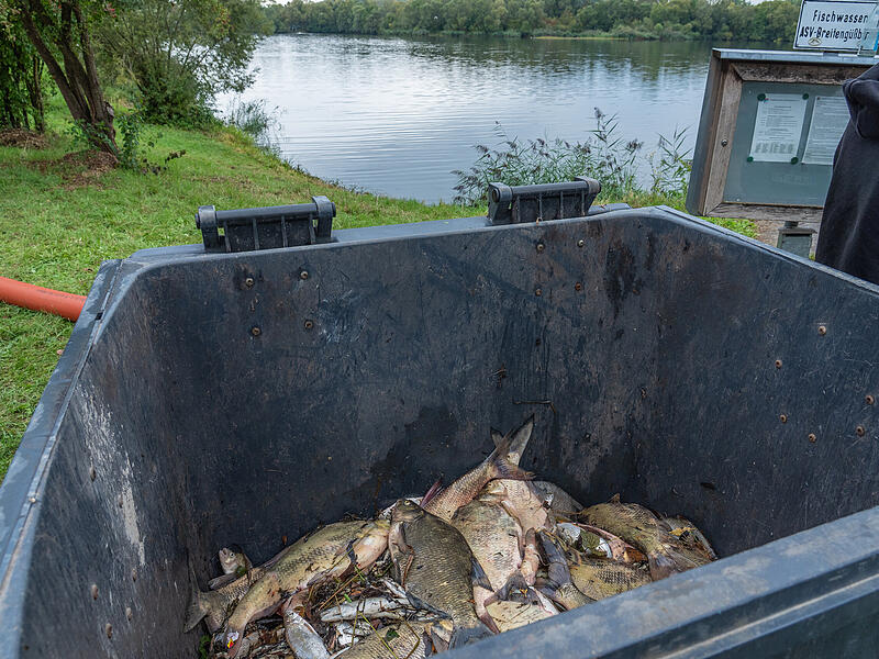 Aufgrund von Sauerstoffmangel sind zahlreiche Fische in einem Anglerteich in Breitengüßbach gestorben.