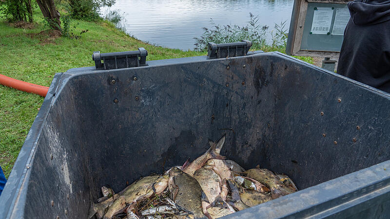 Aufgrund von Sauerstoffmangel sind zahlreiche Fische in einem Anglerteich in Breiteng&uuml;&szlig;bach gestorben.