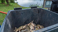 Aufgrund von Sauerstoffmangel sind zahlreiche Fische in einem Anglerteich in Breitengüßbach gestorben.
