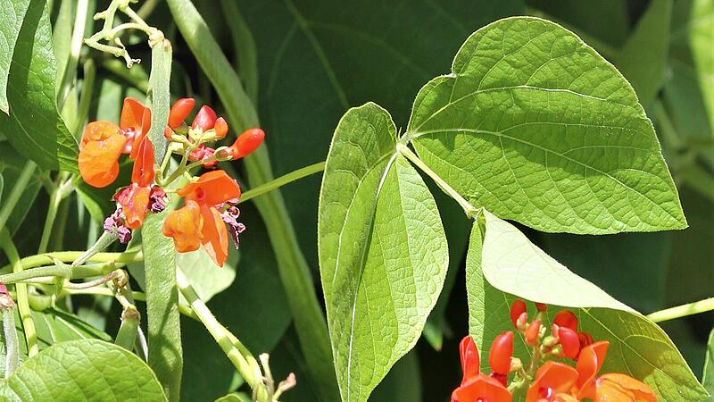 Eine blühende Feuerbohne Eine blühende Feuerbohne