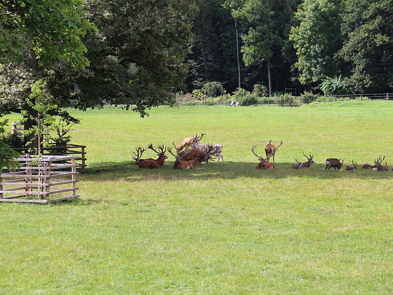 Ein Besuch im Wildpark Tambach im Landkreis Coburg
