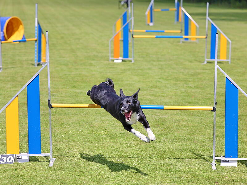 Training Agility-Steppbach 2026&bdquo;K&ouml;ter-Kerwa&ldquo; in Steppbach: So bereiten sich die Teilnehmer vor