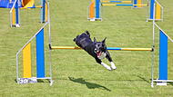 Training Agility-Steppbach 2026&bdquo;K&ouml;ter-Kerwa&ldquo; in Steppbach: So bereiten sich die Teilnehmer vor