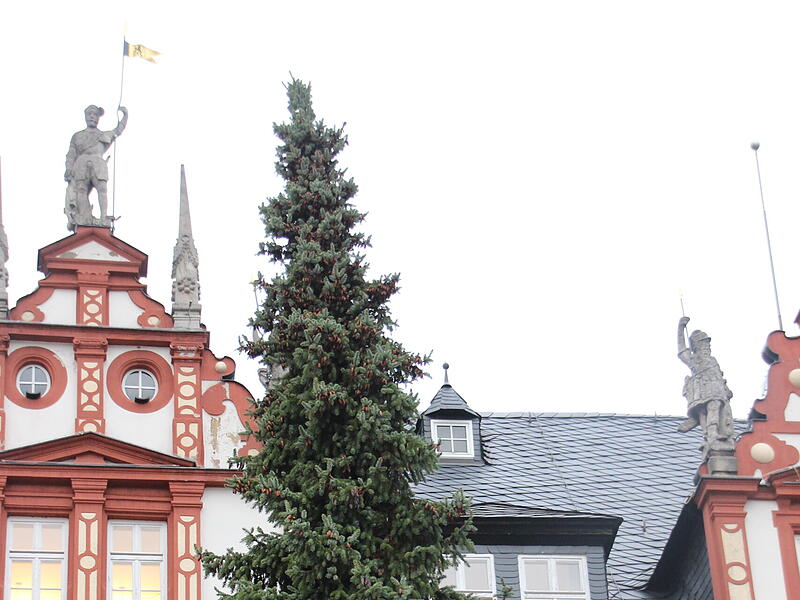 Der Coburger Weihnachtsbaum 2023 ist da