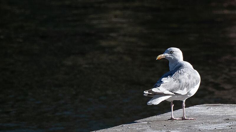 M&ouml;wen in Berlin