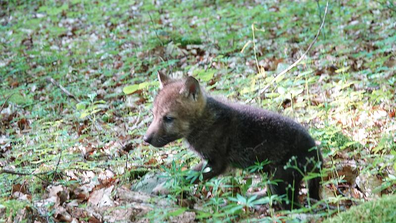 Der Wolfswelpe, der in der Rhön gefunden wurde, stammt von der Rhöner Problemwölfin. Der Wolfswelpe, der in der Rhön gefunden wurde, stammt von der Rhöner Problemwölfin.