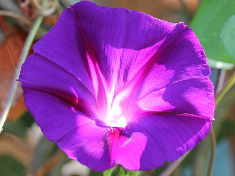 Die Blüte einer Prunkwinde