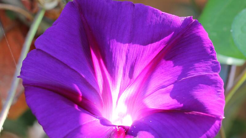 Die Bl&uuml;te einer Prunkwinde