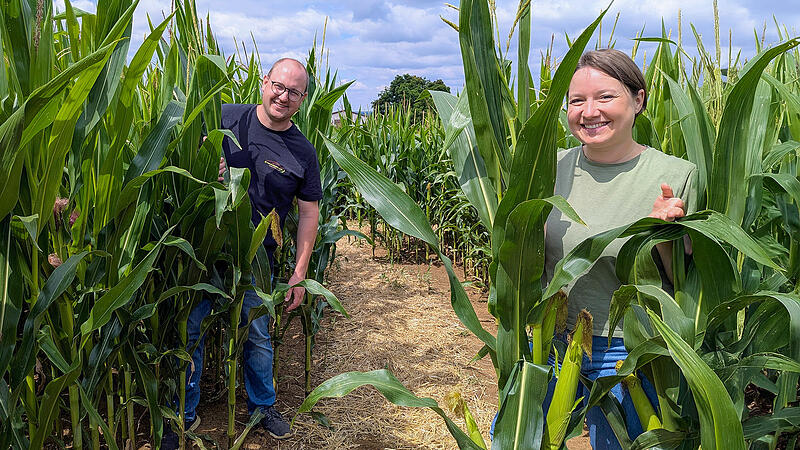 Das Kremmeldorfer Maislabyrinth hat wieder offen: Paul Einwich und Janine Simanek haben sich f&uuml;r die kleinen und gro&szlig;en Besucher wieder jede Menge einfallen lassen.