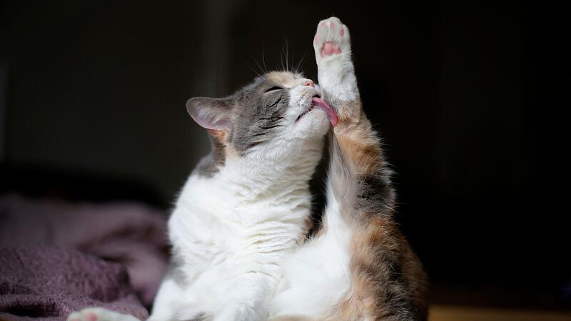 Katzen im Alter