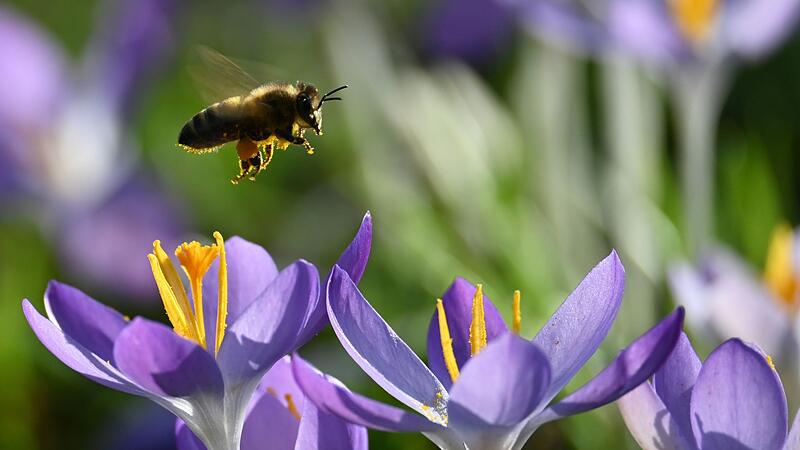 Bl&uuml;mchen und Bienchen