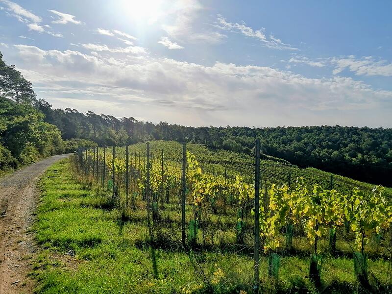 Ein Blick über die Weinberge im Saalecker Schlossberg bei Hammelburg.