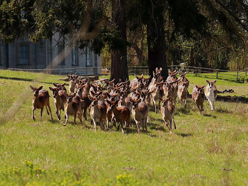 Das Damwild scheint sich im Schlosspark wohl zu fühlen.  Er entstand im 19 Jahrhundert.