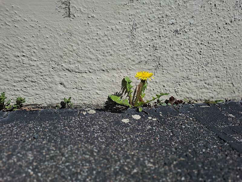 &bdquo;Mitten im harten Grau des Alltags w&auml;chst Leben &ndash; zart, unbeirrbar und voller Kraft. Manchmal braucht es nicht viel, schon ein kleines St&uuml;ck reicht, um zu leben und Freude zu schenken.&ldquo;