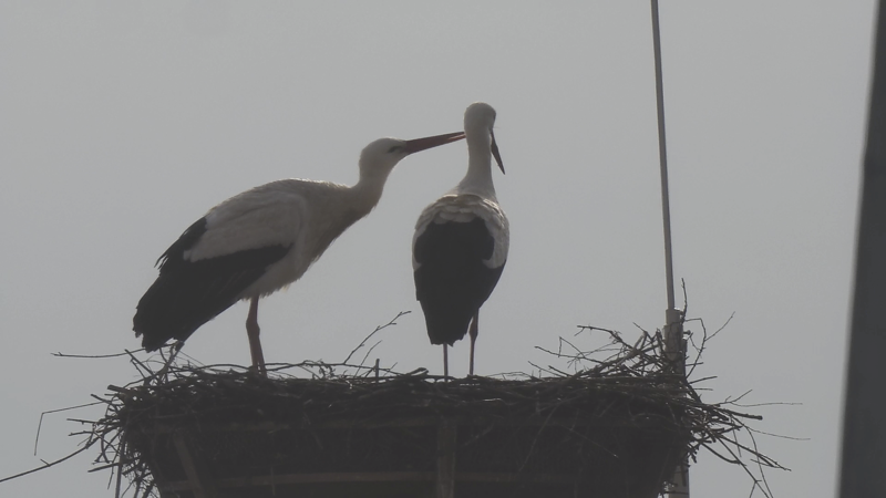 Störche Hammelburg 2025