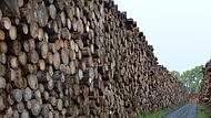 Bevor private Waldbesitzer oder Forstbetriebe ihr Holz aus dem Frankenwald verkaufen dürfen, müssen sie zukünftig neue Regeln beachten.