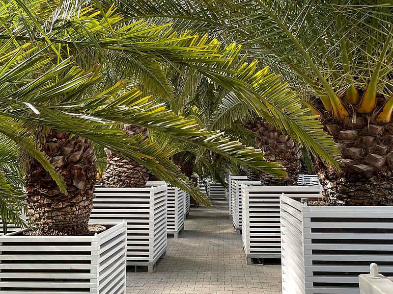 Kurgärtnerei Bad Kissingen Ab Mai sorgen die Palmen wieder für mediterranes, sommerliches Flair in Bad Kissingen.