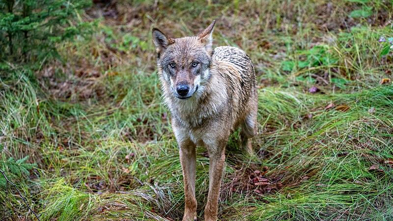 Wolf