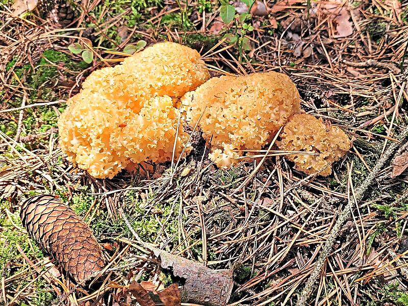 Die Wochenendtipps für den Landkreis Forchheim Die Wochenendtipps für den Landkreis Forchheim