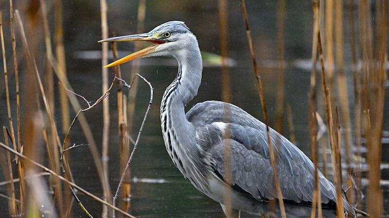 Naturschützer sorgen sich um Graureiher in Bayern Naturschützer sorgen sich um Graureiher in Bayern