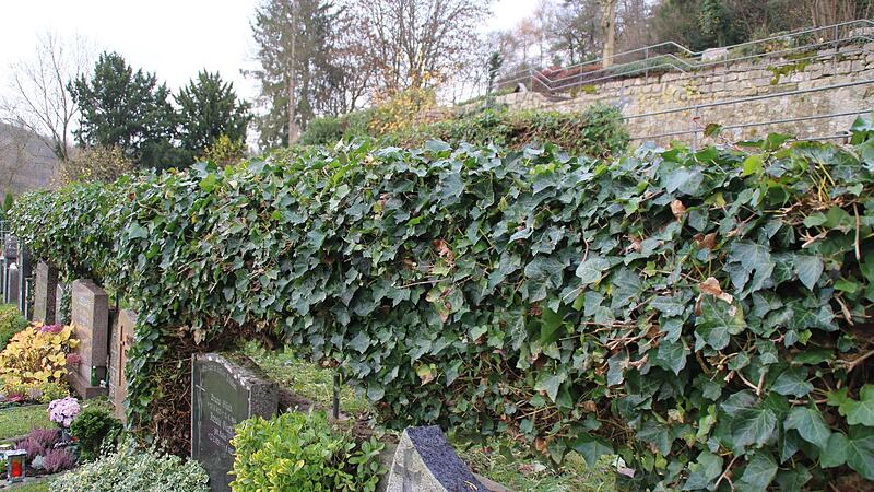 Efeu im Sulzthaler Friedhof nimmt berhand