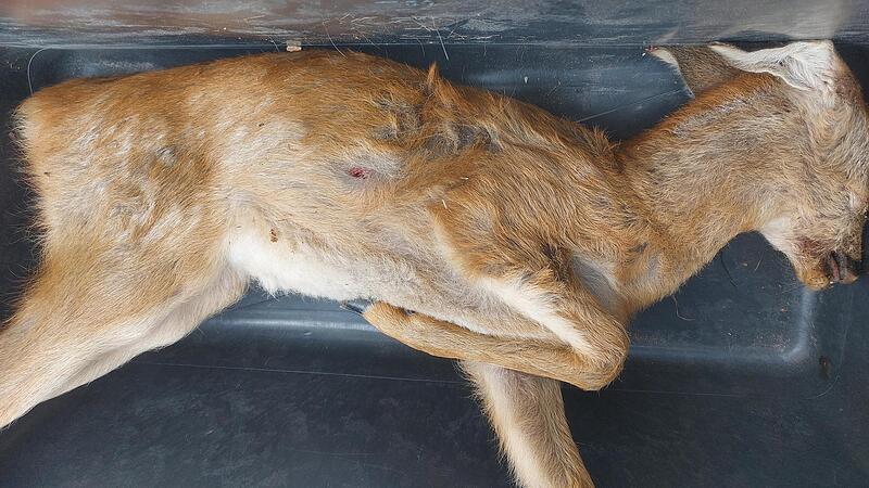 War hier ein Wilderer am Werk oder war es ein ungl&uuml;cklicher Unfall?