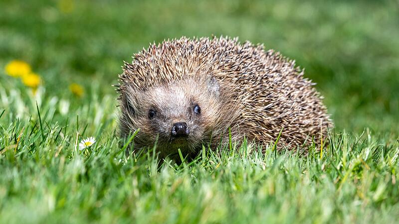 Ein Igel im Gras
