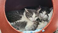 Balu (links) und Bruno (rechts) wurden aus einem Animal-Hoarding-Fall gerettet. Jetzt sucht der Tierschutzverein ein neues Heim für die beiden schüchternen Kater. Balu (links) und Bruno (rechts) wurden aus einem Animal-Hoarding-Fall gerettet. Jetzt sucht der Tierschutzverein ein neues Heim für die beiden schüchternen Kater.