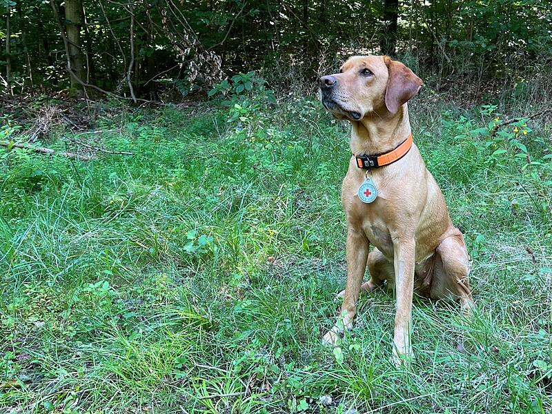 Ruby ist ein gepr&uuml;fter Fl&auml;chenhund. Die Pr&uuml;fplakette ist ein &auml;u&szlig;eres Zeichen seiner Qualifikation.Wolfgang Aull