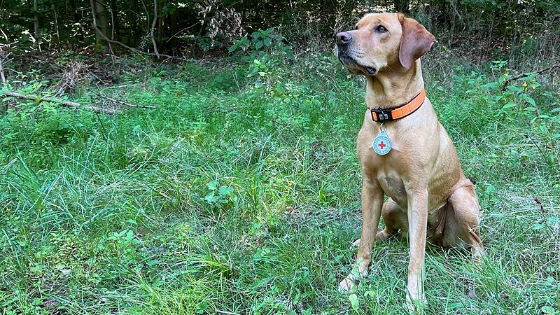 Ruby ist ein geprüfter Flächenhund. Die Prüfplakette ist ein äußeres Zeichen seiner Qualifikation.Wolfgang Aull Ruby ist ein geprüfter Flächenhund. Die Prüfplakette ist ein äußeres Zeichen seiner Qualifikation.Wolfgang Aull