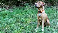Ruby ist ein gepr&uuml;fter Fl&auml;chenhund. Die Pr&uuml;fplakette ist ein &auml;u&szlig;eres Zeichen seiner Qualifikation.Wolfgang Aull