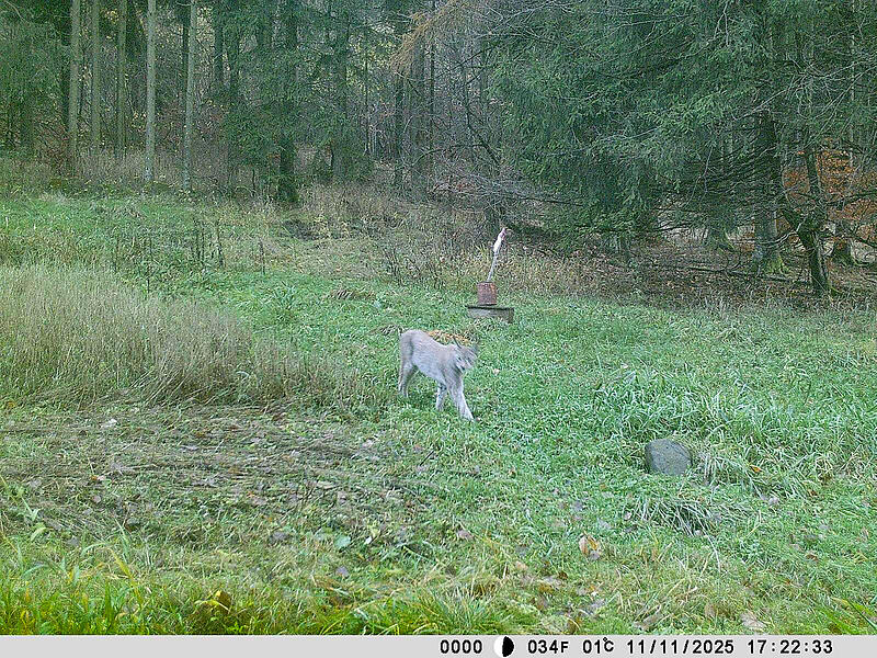 Luchs läuft in Fotofalle in der Rhön Es scheint, als ob der Luchs ganz entspannt auf der Lichtung schlendert. Fotografiert wurde er von einer Wildtierkamera.