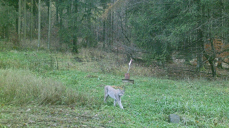 Es scheint, als ob der Luchs ganz entspannt auf der Lichtung schlendert. Fotografiert wurde er von einer Wildtierkamera.