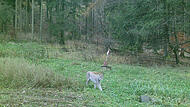 Es scheint, als ob der Luchs ganz entspannt auf der Lichtung schlendert. Fotografiert wurde er von einer Wildtierkamera.