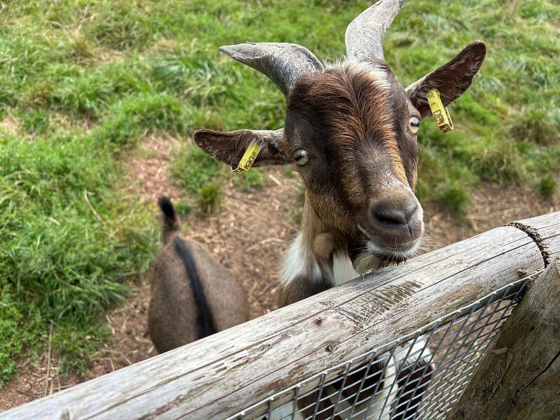 Wildpark Tambach