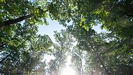 Von den insgesamt im vergangenen Jahr vermarkteten 54.000 Festmetern Holz der Forstbetriebsgemeinschaft Rhön-Saale stammten knapp 14.000 Festmeter aus Privatwald. Von den insgesamt im vergangenen Jahr vermarkteten 54.000 Festmetern Holz der Forstbetriebsgemeinschaft Rhön-Saale stammten knapp 14.000 Festmeter aus Privatwald.