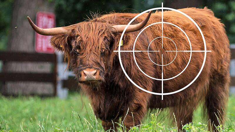 Galloway im Fadenkreuz: Drei entlaufene Rinder beschäftigten bei ihrem Zug durch die Landkreise auch die Wirsberger Feuerwehr. Galloway im Fadenkreuz: Drei entlaufene Rinder beschäftigten bei ihrem Zug durch die Landkreise auch die Wirsberger Feuerwehr.