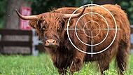 Galloway im Fadenkreuz: Drei entlaufene Rinder beschäftigten bei ihrem Zug durch die Landkreise auch die Wirsberger Feuerwehr.