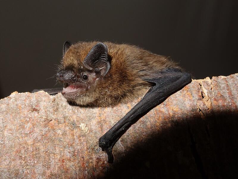 Die Zwergfledermaus zählt zu den häufigsten bei uns lebenden Fledermausarten. Auch im Christians-Portal auf der Plassenburg ist sie heimisch – und kann dort im Rahmen der Fledermausnacht am 29. August beobachtet werden. Die Zwergfledermaus zählt zu den häufigsten bei uns lebenden Fledermausarten. Auch im Christians-Portal auf der Plassenburg ist sie heimisch – und kann dort im Rahmen der Fledermausnacht am 29. August beobachtet werden.
