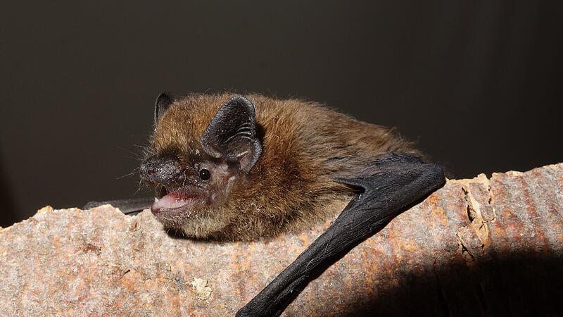 Die Zwergfledermaus zählt zu den häufigsten bei uns lebenden Fledermausarten. Auch im Christians-Portal auf der Plassenburg ist sie heimisch – und kann dort im Rahmen der Fledermausnacht am 29. August beobachtet werden. Die Zwergfledermaus zählt zu den häufigsten bei uns lebenden Fledermausarten. Auch im Christians-Portal auf der Plassenburg ist sie heimisch – und kann dort im Rahmen der Fledermausnacht am 29. August beobachtet werden.