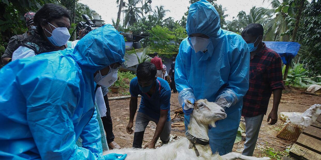 NipahVirus in Südindien Hinweise für Reisende