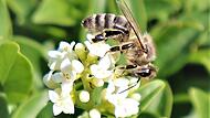 Blühender Liguster mit Biene