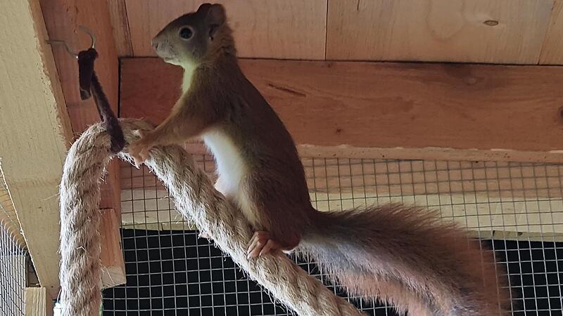 Eines der Eichhörnchen in der Auswilderungsstation genießt den Ausblick von ganz oben.Forchheim & Fränkische Schweiz Eines der Eichhörnchen in der Auswilderungsstation genießt den Ausblick von ganz oben.Forchheim & Fränkische Schweiz