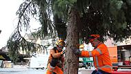 Zentimeterarbeit auf dem Marktplatz in Coburg: Der Weihnachtsbaum wird im eigens dafür vorgesehenen Loch befestigt.