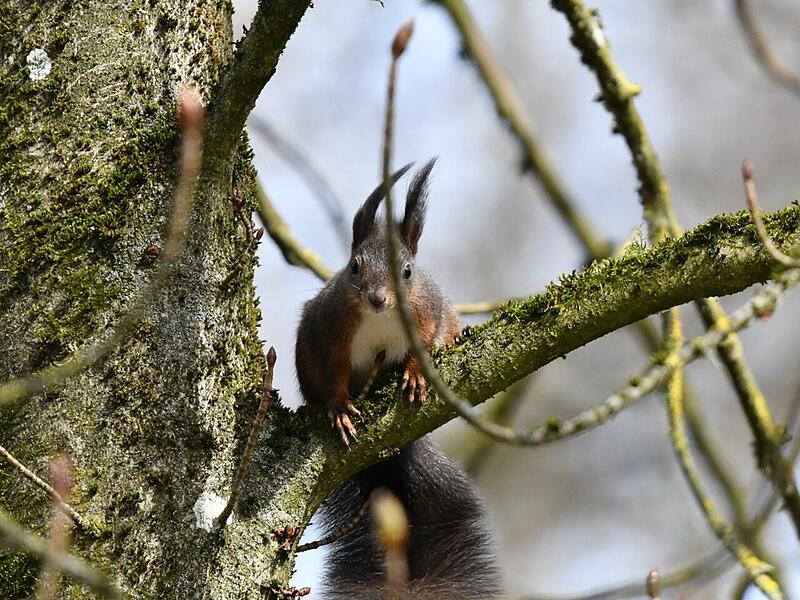 Tierisch gut: Naturaufnahmen aus dem Kreis KronachTierisch gute Bilder: Das lebt im Kreis Kronach