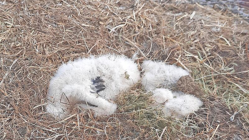 St&ouml;rche: K&uuml;ken verhungern im Horst wegen Nahrungsmangel