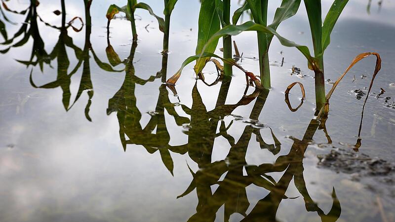 Junge Maispflanzen stehen auf einem vom Hochwasser &uuml;berfluteten Feld.Forchheim & Fr&auml;nkische Schweiz