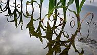 Junge Maispflanzen stehen auf einem vom Hochwasser &uuml;berfluteten Feld.Forchheim & Fr&auml;nkische Schweiz