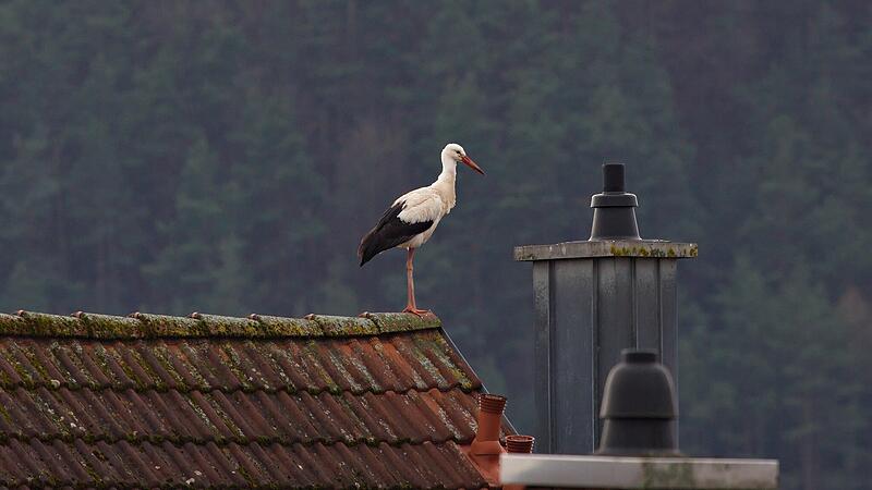 Auch 2024 waren wieder St&ouml;rche in Hammelburg.