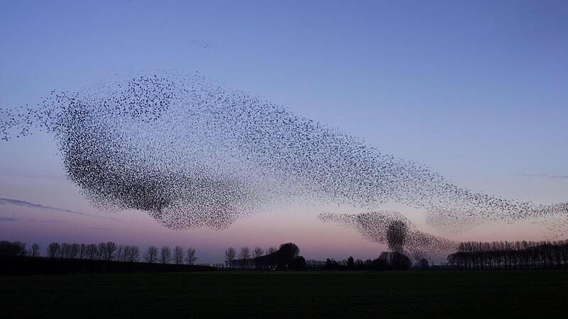 Vogelschwarm &ndash; zu sehen im Kinofilm &bdquo;VogelperspektivenForchheim & Fr&auml;nkische Schweiz